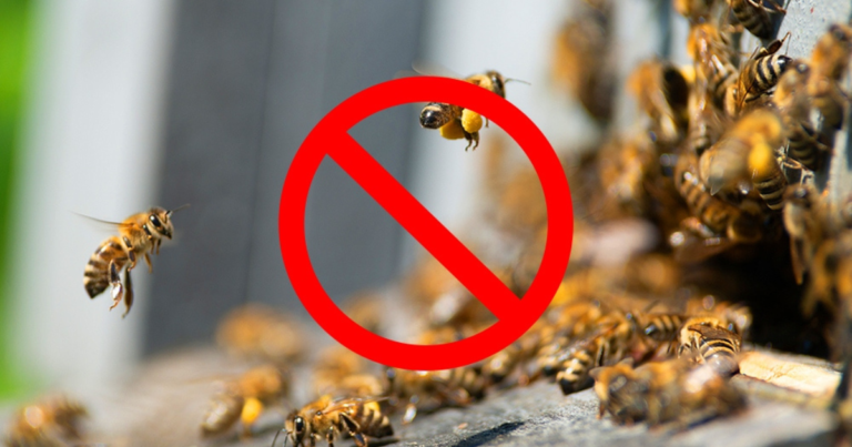 What Kills Ground Bees Instantly: Effective Solutions